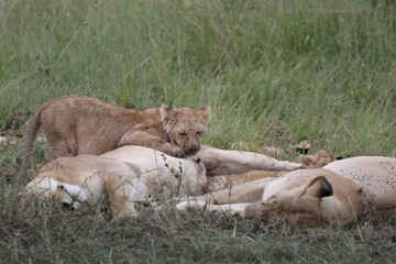 Lionne et lionceaux - Kenya