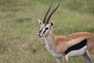 gazelle de Thomson - Kenya