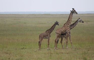 Famille de girafe - Kenya