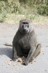 Un babouin mange - Kenya