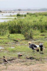 Grue couronnée au parc Amboseli - Kenya