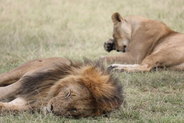 Un couple de lion au repos - Kenya