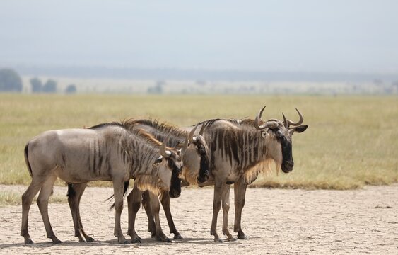 Groupe de gnou - Kenya