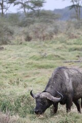 Obraz premium Un buffle en train de manger - Kenya