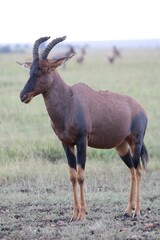 Un topi tout entier - Kenya