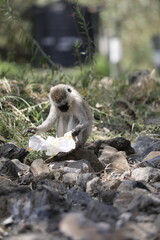 Singe vervet et un mouchoir - Kenya