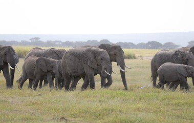 Fototapeta premium Magnifique troupeau d'éléphant - Parc Amboseli 