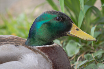 Close-Up Portrait of a Vibrantly Colored Male Mallard Duck in Nature