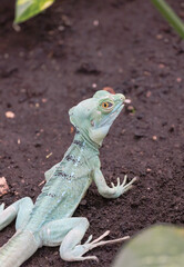Green Lizard in Tropical Habitat with Large Leaves and Soil Background