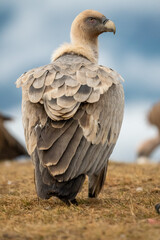Griffon vulture (Gyps fulvus) photographed in Spain