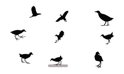 Fototapeta premium African crake bird Silhouette Design And Vector Illustration. 