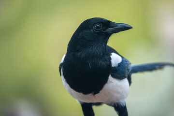 Common Magpie (Pica pica) photographed in Spain