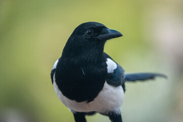 Common Magpie (Pica pica) photographed in Spain