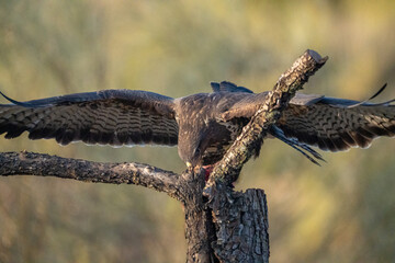 Common buzzard (Buteo buteo) photographed in Spain