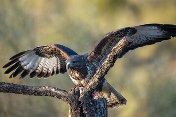 Common buzzard (Buteo buteo) photographed in Spain