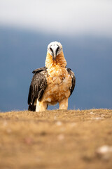 Bearded vulture (Gypaetus barbatus) photographed in Spain
