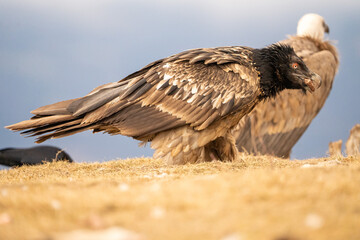 Bearded vulture (Gypaetus barbatus) photographed in Spain