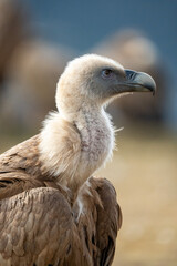 Griffon vulture (Gyps fulvus) photographed in Spain
