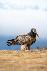 Bearded vulture (Gypaetus barbatus) photographed in Spain