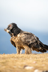 Young bearded vulture (Gypaetus barbatus) photographed in Spain