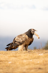 Bearded vulture (Gypaetus barbatus) photographed in Spain