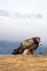 Young bearded vulture (Gypaetus barbatus) photographed in Spain