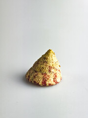 Shell Tectus virgatus on a white background