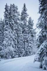 Following a bendy road through the woods