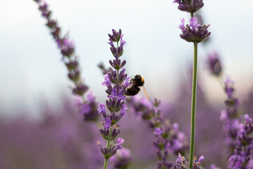 Lavender Field with Bee