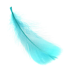 Fluffy light turquoise feather isolated on white