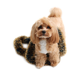 Cute dog with shiny tinsel on white background