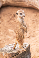 Meerkat, Suricata suricatta, on hind legs. Portrait of meerkat standing on hind legs with alert expression. Portrait of a funny meerkat sitting on its hind legs.