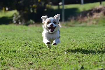 A playful puppy runs across a lush green field, full of energy and excitement. 