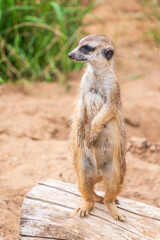 Meerkat, Suricata suricatta, on hind legs. Portrait of meerkat standing on hind legs with alert expression. Portrait of a funny meerkat sitting on its hind legs.