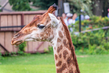 Close-up giraffe head on green leaves background