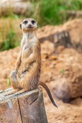 Meerkat, Suricata suricatta, on hind legs. Portrait of meerkat standing on hind legs with alert expression. Portrait of a funny meerkat sitting on its hind legs.