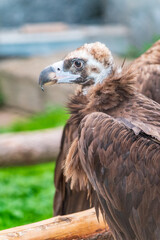 Close-up view portrait of Aegypius monachus (cinereous vulture or Eurasian black vulture) bird with brown plumage
