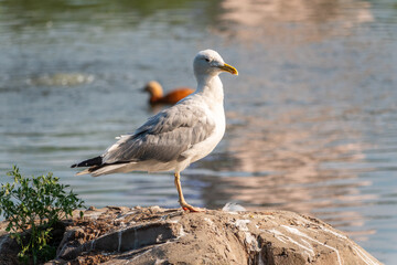 Fototapeta premium Seagull sits on stone cliff at the sea shore