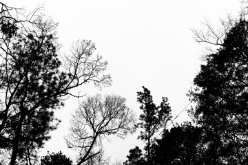 silhouette of trees