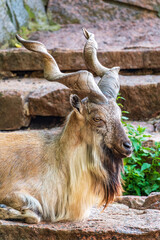 Close-up portrait of Markhor, Capra falconeri, wild goat native to Central Asia, Karakoram and the...