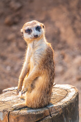 Meerkat, Suricata suricatta, on hind legs. Portrait of meerkat standing on hind legs with alert expression. Portrait of a funny meerkat sitting on its hind legs.