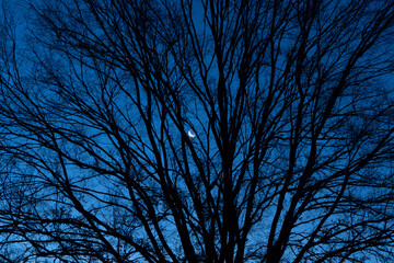 Moon Through the Tree