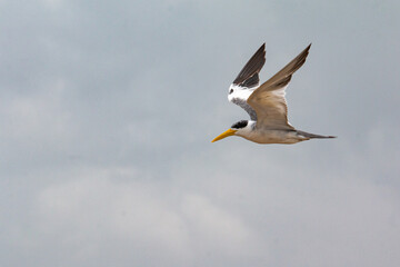 2025-01-13_Rio_Amazonas_Brasil