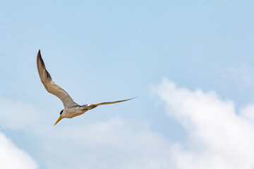 2025-01-13_Rio_Amazonas_Brasil