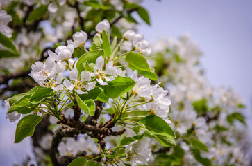 Blossoming pear tree against blue sky in the garden, illuminated by the sun.