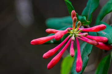 Red Honeysuckle Flower Close-Up