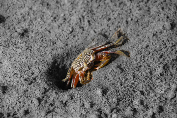 Mini crab coming out of its hole on a beach in Costa Rica