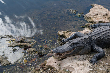 alligator in the swamp