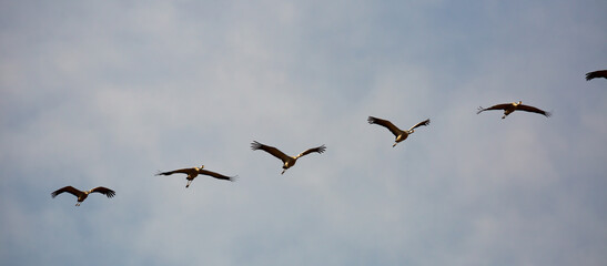 Bird migration, group of cranes flying high up in cloudy sky