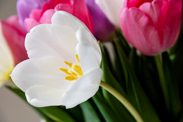 A stunning floral arrangement showcases a variety of tulips, including a striking white one with a yellow center and delicate pink blooms, all vibrant and fresh.